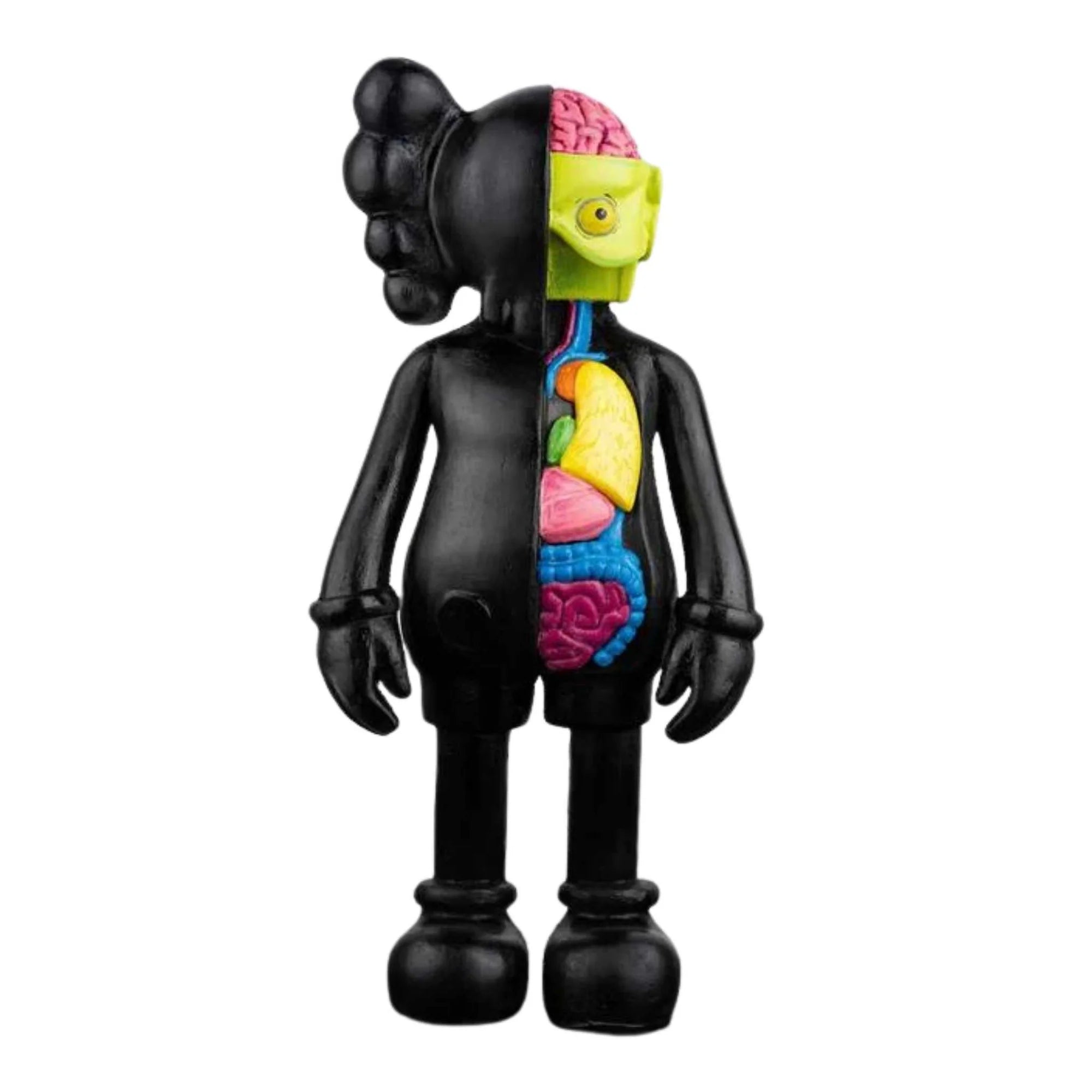 Half Anatomy. 24in. Limited 50 pcs